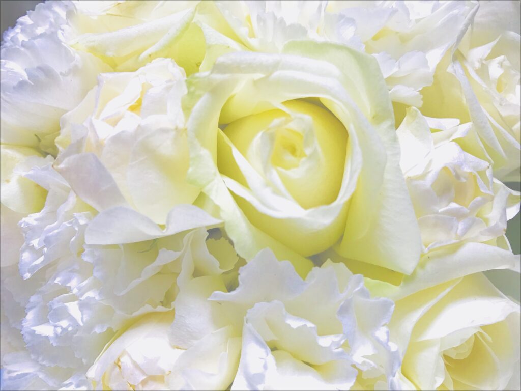 たくさんの白い花