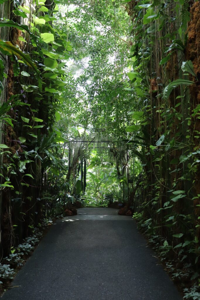 ジャングルのような植物の壁