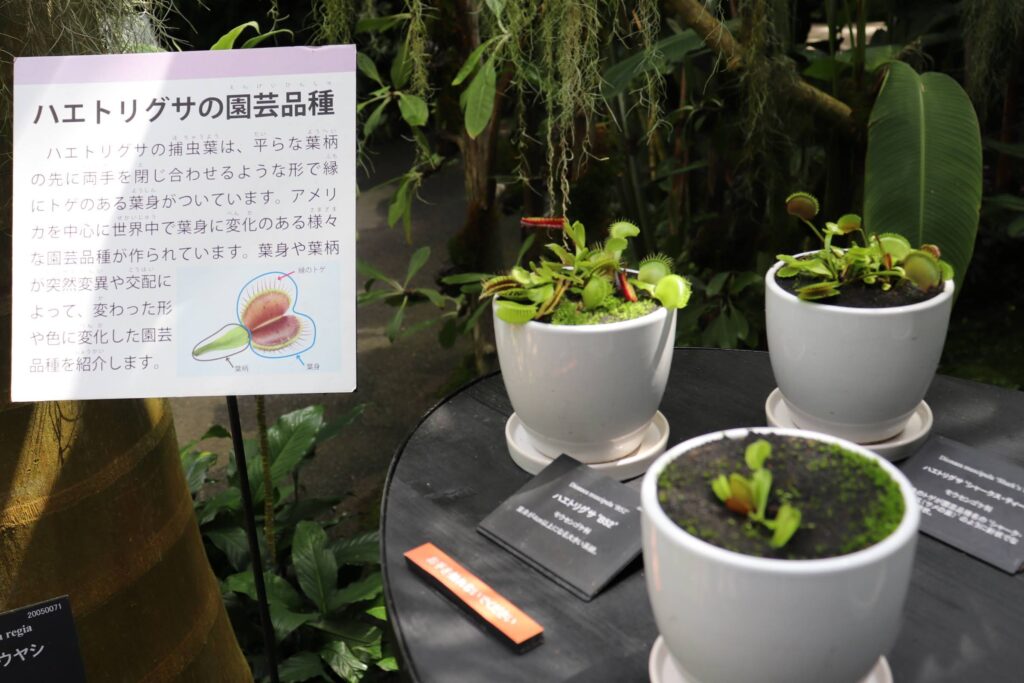 3つのハエトリグサの鉢植えと看板