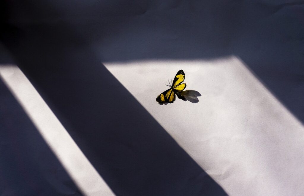 1匹の蝶